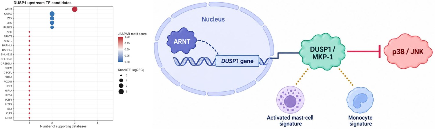 ARNT/DUSP1 上游调控证据与机制示意